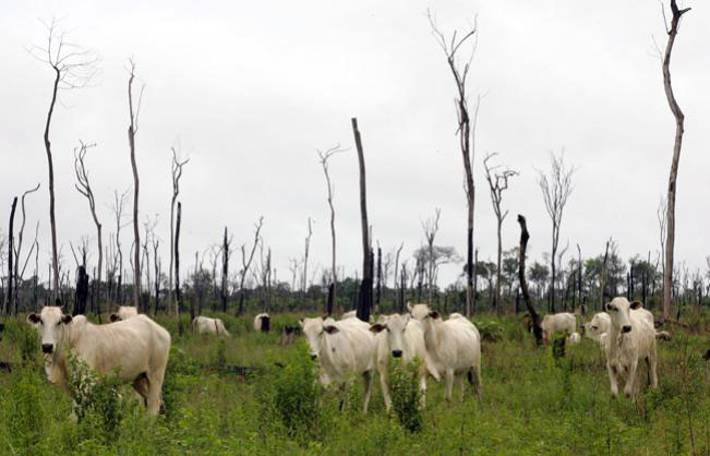 Élevage de zébus en Amérique du sud suite à une déforestation