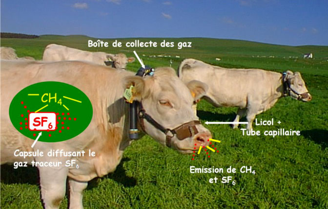 Comprendre les mécanismes physiologiques de la méthanisation pour en évaluer l’impact