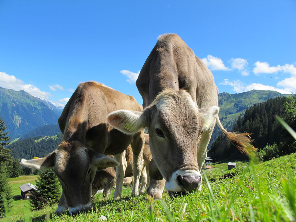 En montagne les vaches entretiennent les zones d’estive et en maintiennent les paysages ouverts