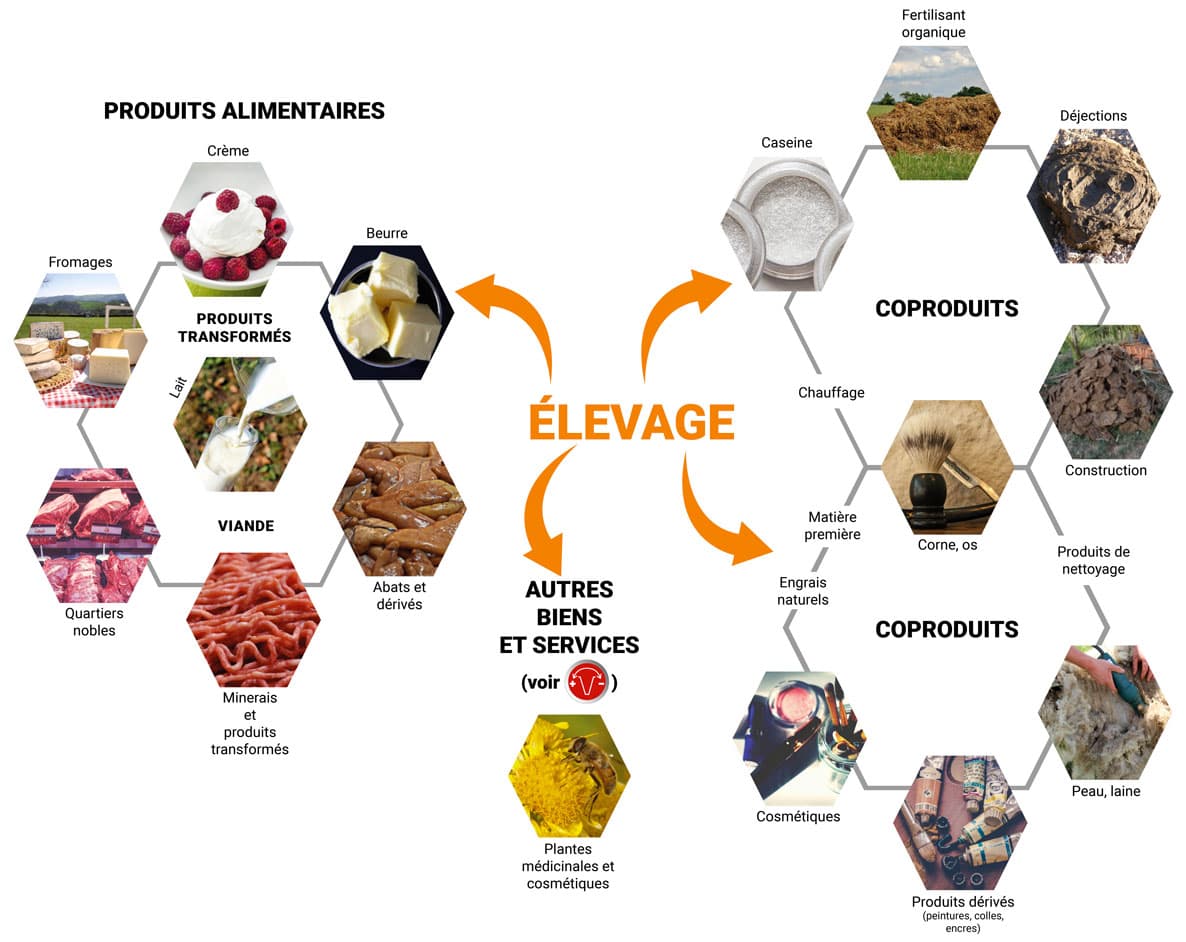 Une grande diversité des biens et services issus de l’élevage
