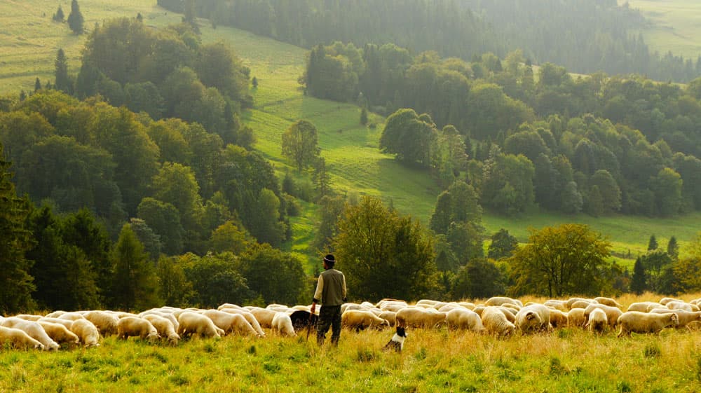 Par son activité le berger et son troupeau contribuent à créer et maintenir les paysages