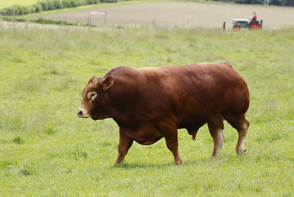 Les animaux de race à viande ont été sélectionnés pour leur capacité à développer de la masse musculaire – ici un taureau de race Limousine