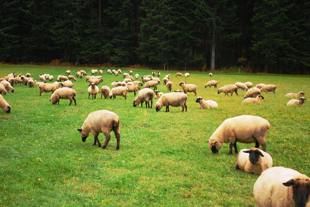 Les animaux élevés à l’herbe auront des viandes plus sombres et des gras plus jaunes. Leur flaveur sera aussi plus intense