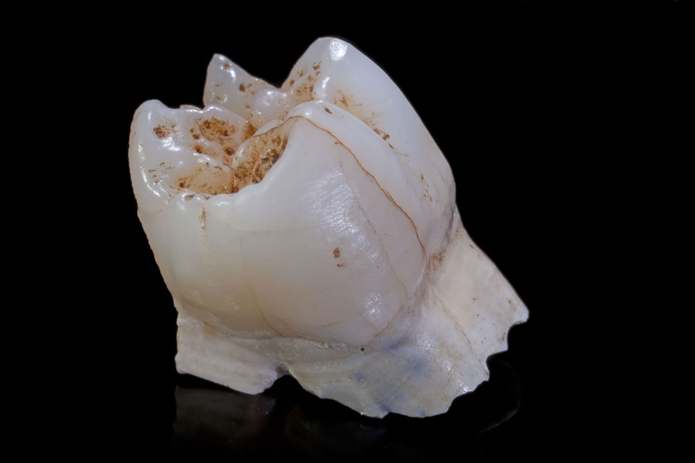 Molaire d’Homo habilis. La table dentaire permet à la fois de broyer et de déchirer les aliments fibreux dont la viande pour en faciliter la digestion