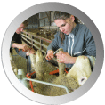 logo page Le travail en élevage
