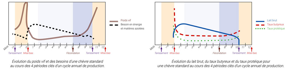 La quantité et la qualité d'aliments distribués ou ingérés évoluent donc en fonction de l'évolution du poids et de l'évolution du lait brut