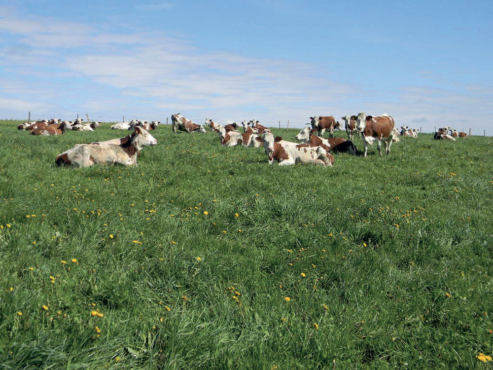 Vaches laitières au pâturage au printemps
