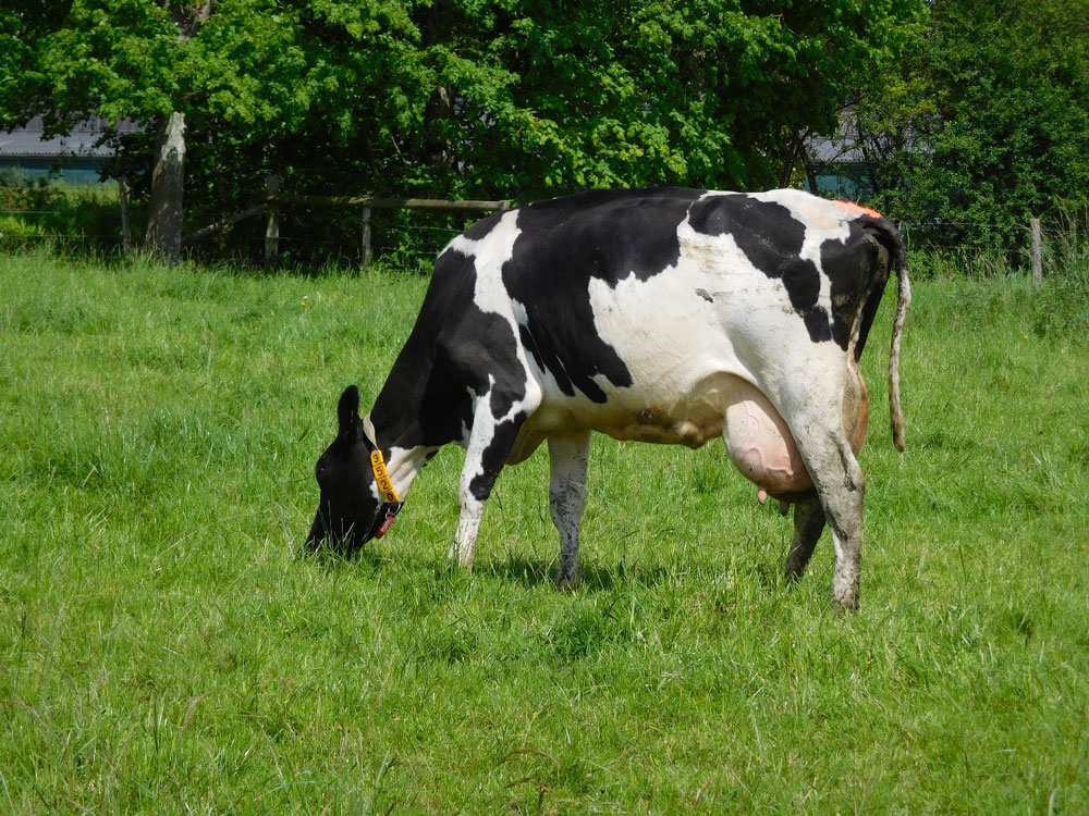 Vache de race Prim’Holstein au pâturage