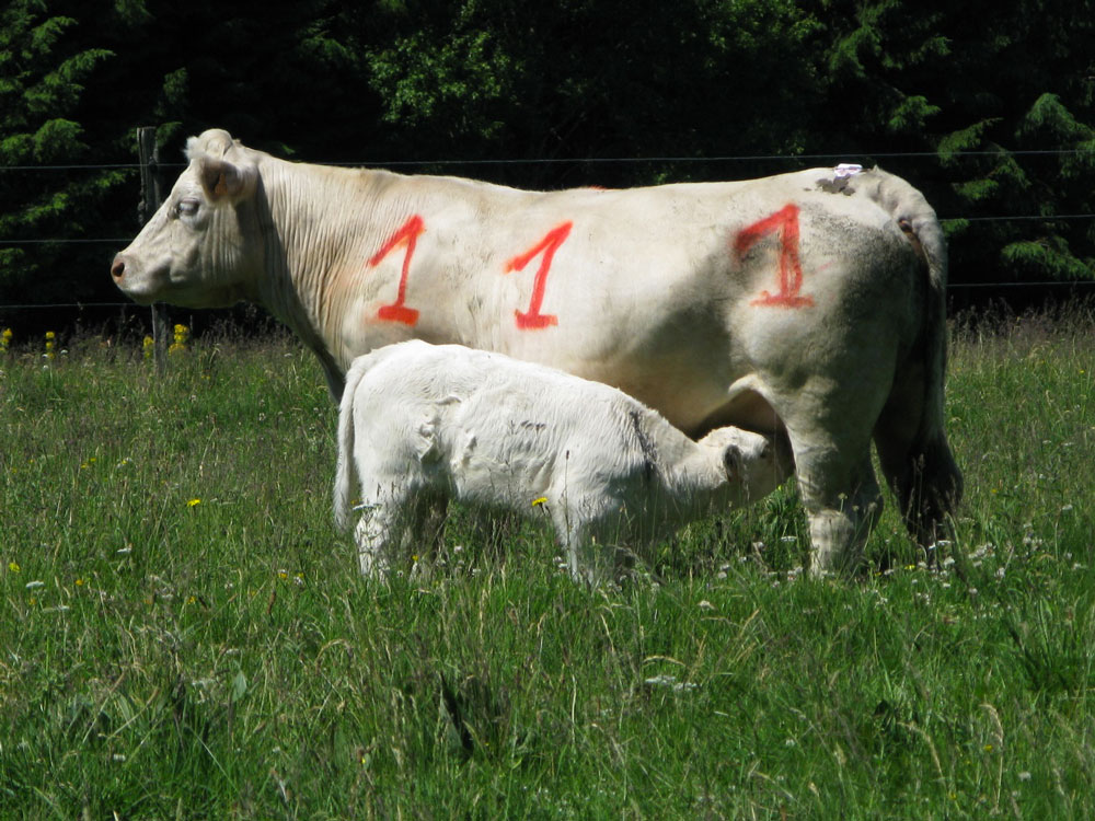 Le numéro sur la vache correspond à un numéro expérimental. Il permet de repérer les animaux lors d'observations réalisées à l'exterieur. Ce type d'expérience est réalisée par des scientifiques pour comprendre et améliorer les processsus reproductifs.