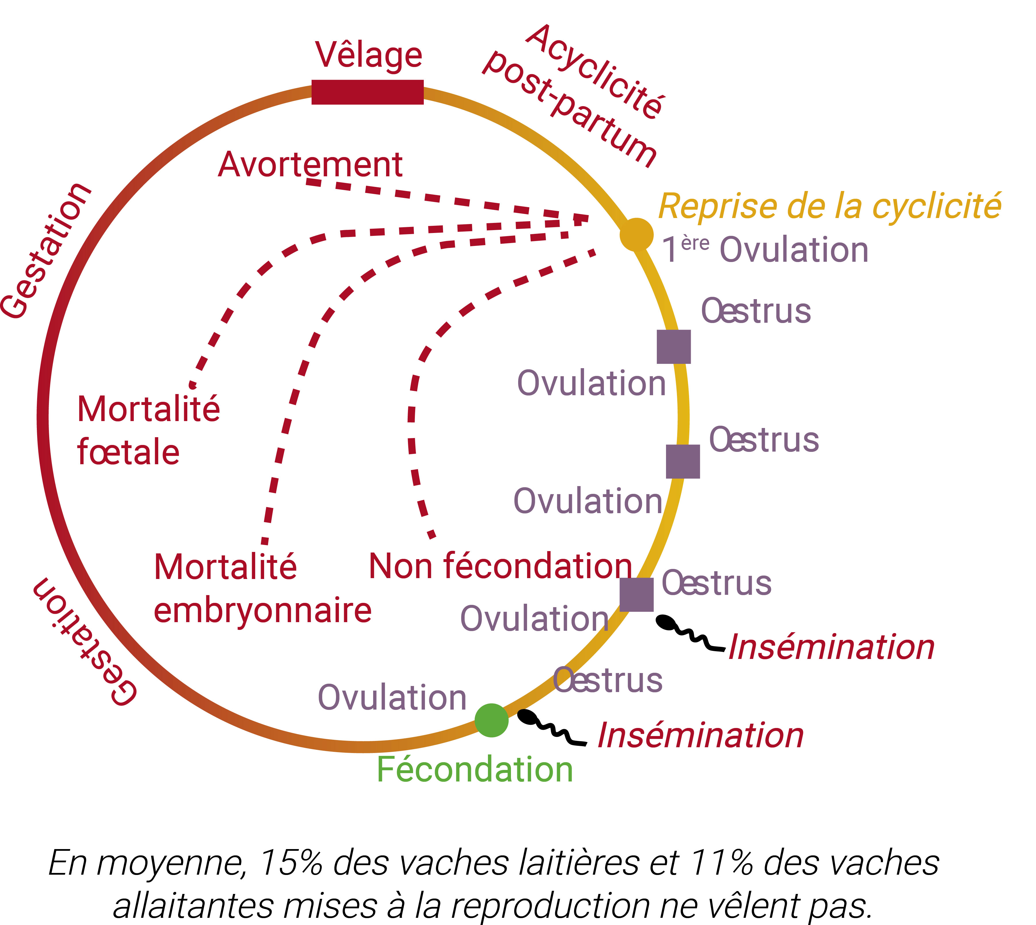 En moyenne 15% des vaches laitières et 11% des vaches allaitantes mises à la reproduction ne vêlent pas