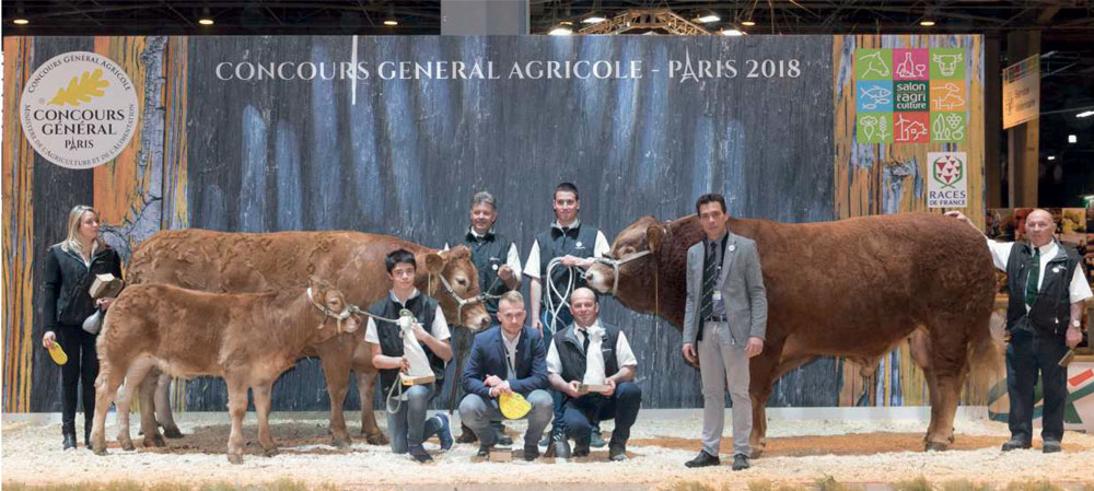 Le concours de la race limousine au Salon de l'agriculture 2018