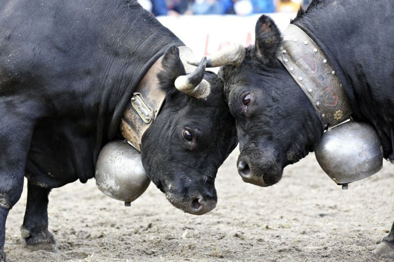 Vaches de race Herens dans le Valais suisse