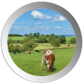 logo page Construire la transition agroécologique de l'élevage