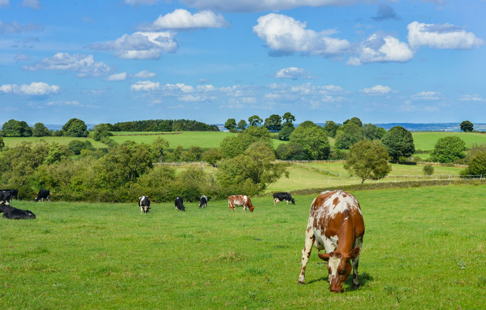 Animaux au pâturage dans un paysage agroécologique associant prairies, cultures et haies. La diversité des écosystèmes permet par leur complémentarité d’obtenir un grand nombre de services écosystémiques