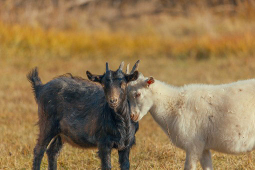 Les interactions sociales entre animaux (ici des chèvres) constitue un élément important de leur bien-être