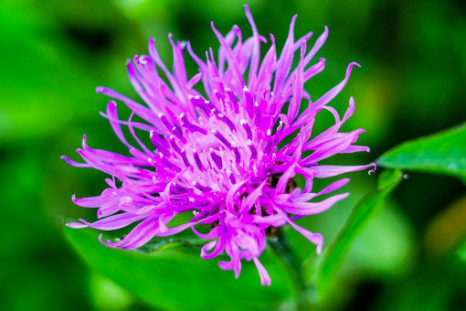 Fleur de centaurée