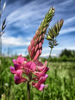 Fleur de Sainfoin, une légumineuse riche en tanins