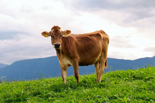 Jeune vache à l’estive