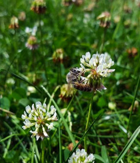 Abeille s’alimentant sur fleur de trèfle blanc