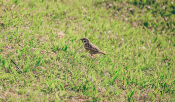 Le pâturage en maintenant l’herbe rase offre un terrain de chasse propice à de nombreux passereaux