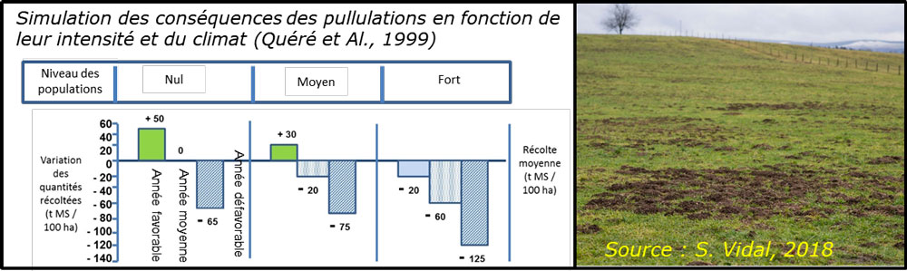 La pullulation de campagnol terrestre cause d’importants dégâts aux prairies