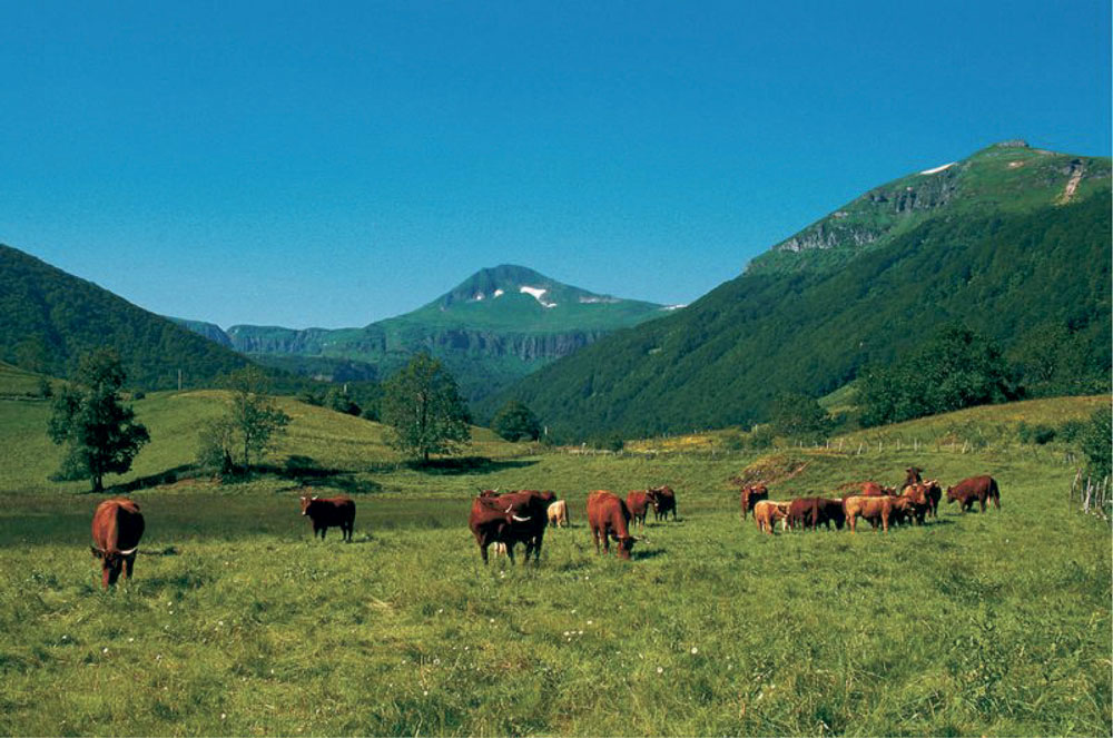 Vaches salers en estive