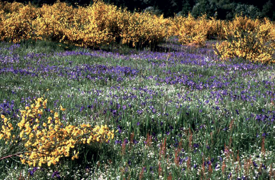 Préserver les milieux fragiles est essentiel pour maintenir des écosystèmes rares, ici prairie à violette dans le Livradois-Forez