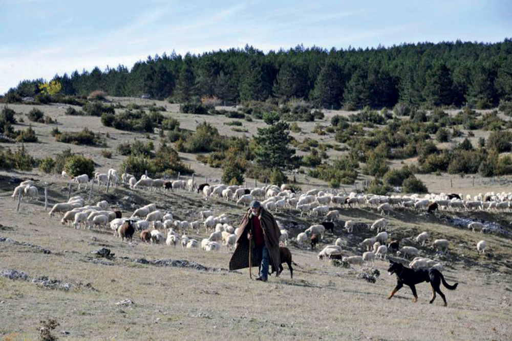 L’activité pastorale et le savoir-faire des bergers permet de préserver et valoriser des milieux fragiles