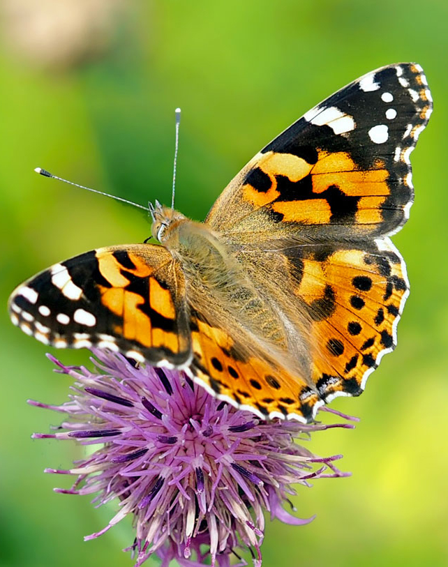En interagissant le papillon et cette fleur contribuent à conserver la biodiversité