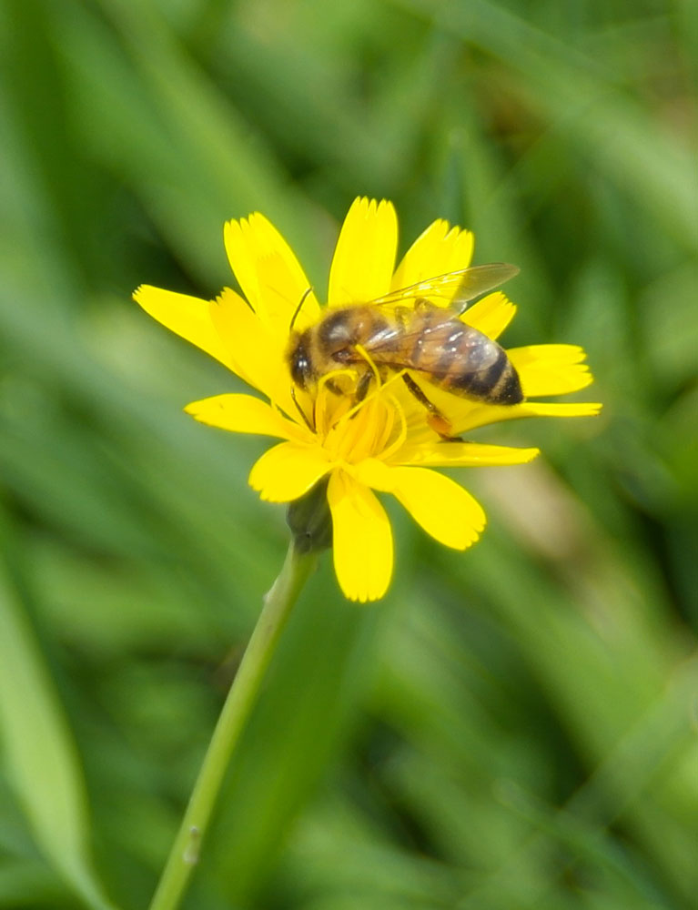 La fonction de pollinisation contribue au brassage génétique des plantes et contribue à la conservation de la biodiversité