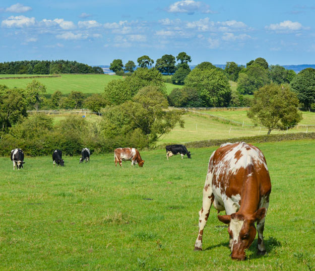 La présence de haies et de bosquets est favorable aux animaux en leur offrant des abris, ils contribuent au stockage de carbone, à la régulation des flux hydrique et à la préservation de la biodiversité