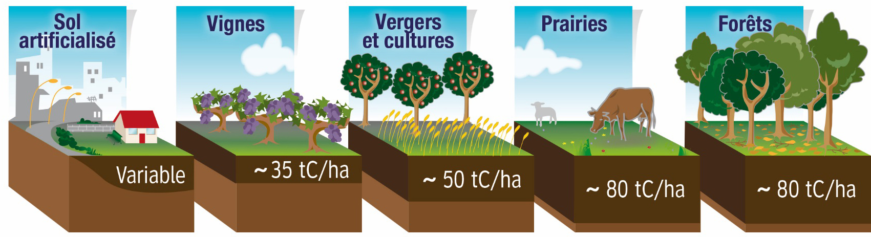 Contribution des prairies pâturées au stockage du carbone