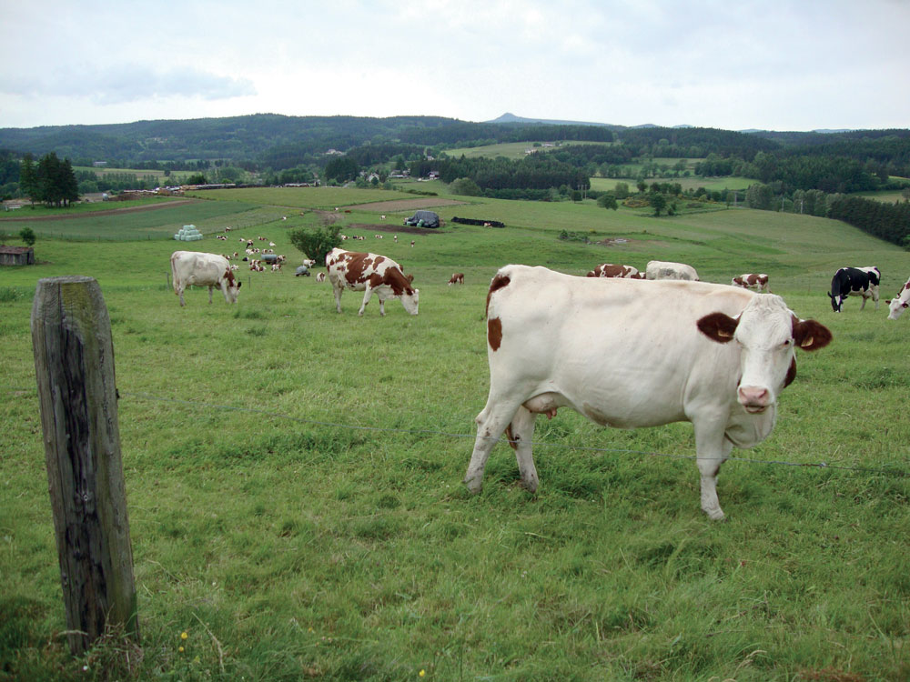 Exemple d'une prairie naturelle et ses vaches