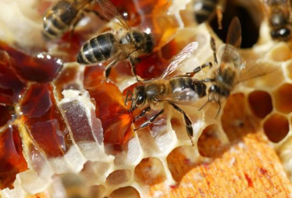 La production de miel a permis également la fonction de pollinisation et contribue à la conservation des espèces en assurant la reproduction sexuée et le brassage génétique