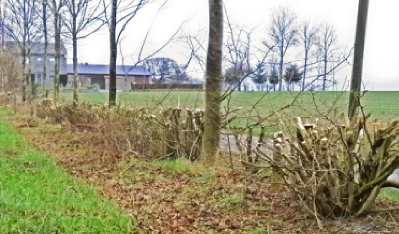 L’introduction de haies dans les paysages accroît la diversité des milieux, et permet l’apparition de nouveaux services : accroissement de la biodiversité, bio climatisation, production de bois et petits fruits, stockage de C etc….