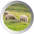 logo page Les spécificités de l'élevage à l'herbe