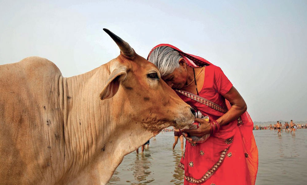 Vache animal sacré de la spiritualité indouiste