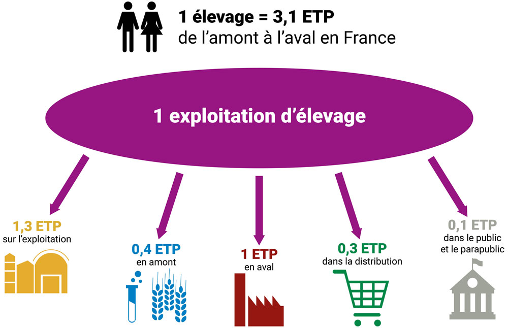 Équivalent temps plein indirect généré par un emploi direct dans l'élevage