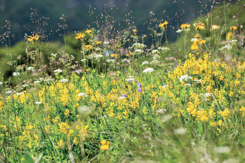 Une prairie permanente à flore complexe riche en espèces végétales diversifie l’alimentation des animaux et leur apporte des éléments importants pour leur nutrition, dont certains se retrouvent dans les produits et contribuent à la qualité des viandes et des laits