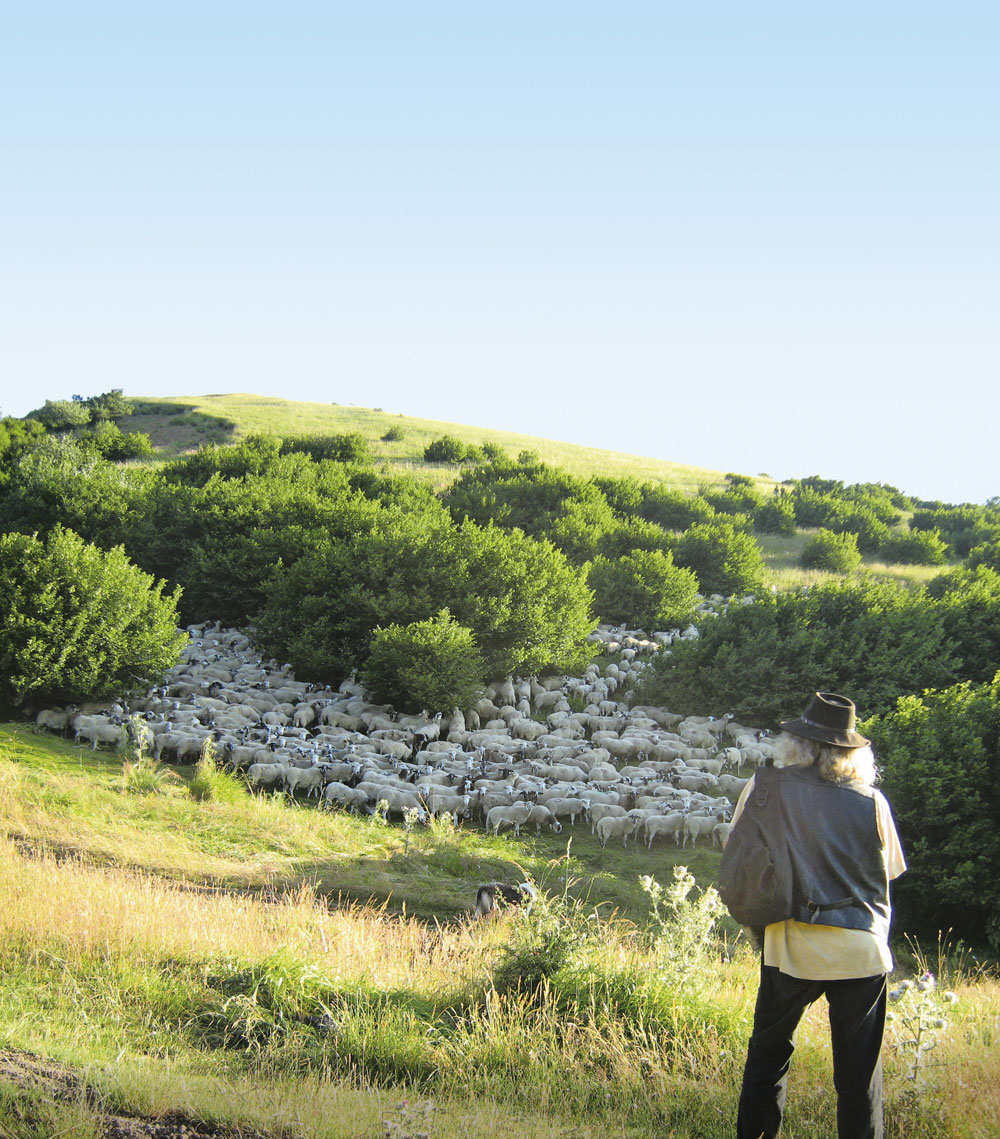 Pastoralisme ovin dans les landes de la chaîne des puys