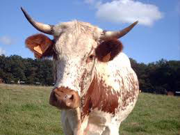 Vache Ferrandaise