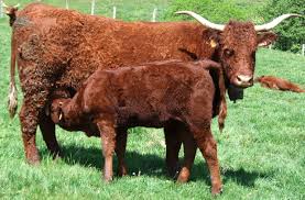 Vache Salers et son veau