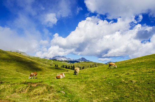 Troupe de vaches Montbelliardes à l’estive