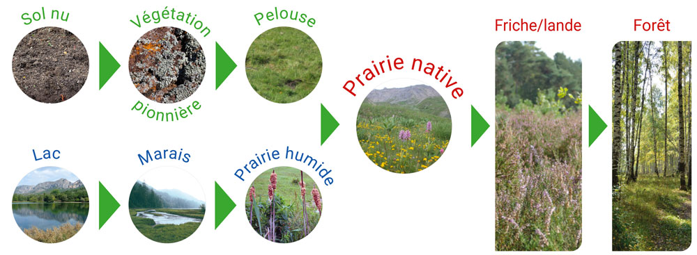 Origine des prairies natives