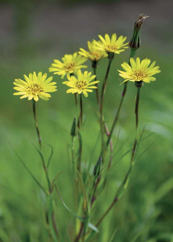 Le Salsifis des prés, une espèce caractéristique des prairies fauchées