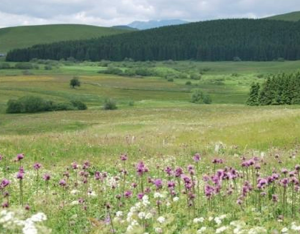 Prairie