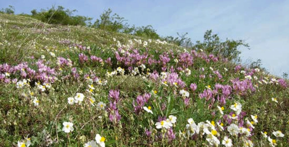 Pelouse à hélianthèmes sur une pente du puy de Marmant (Commune de Veyre-Monton). Photo : R.legrand – CEN-Auvergne