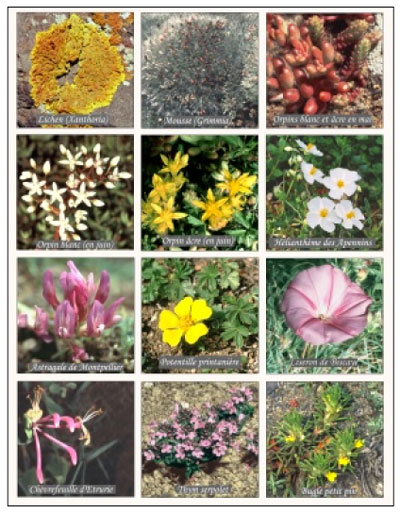 Flore des pelouses du puy de Marmant