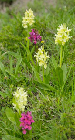 Dactylorhiza latifolia - Photos :  A.Descheemacker - CBNMC