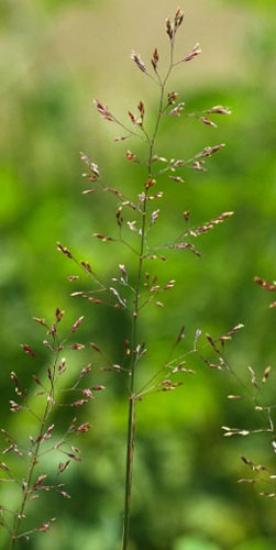 Agrostis capillaris - Photos :  A.Descheemacker - CBNMC